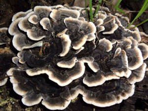 Coriolus Mantar� Do�an�n �ifa Kayna��