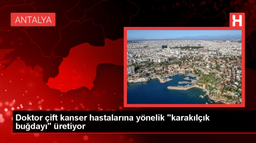 Doktor ift, kanser hastalarna yardmc olmak iin karaklk buday retiyor