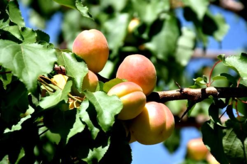 G�ne�in zararl� etkilerine kar�� kay�s� ve havu� �nerisi