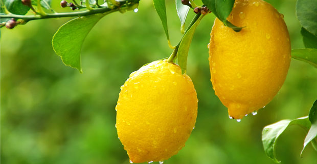Limonu Buzlu�a Koyun