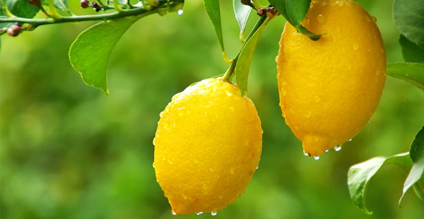 Limonun Mucizevi Yararlar�