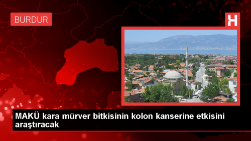 MAK�, Kara M�rver Bitkisinin Kolon Kanserine Etkisini Ara�t�racak