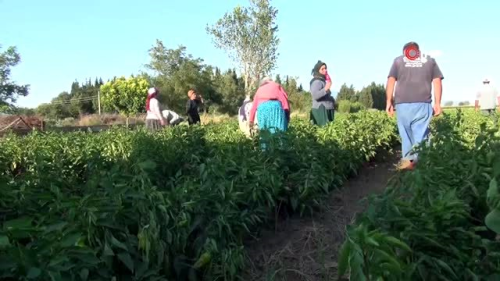 Manisa'da stmayla mcadele hz kesmeden devam ediyor