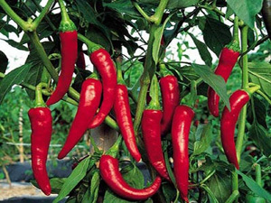 Zay�flamak ��in Samanda� Biberi T�ketin!