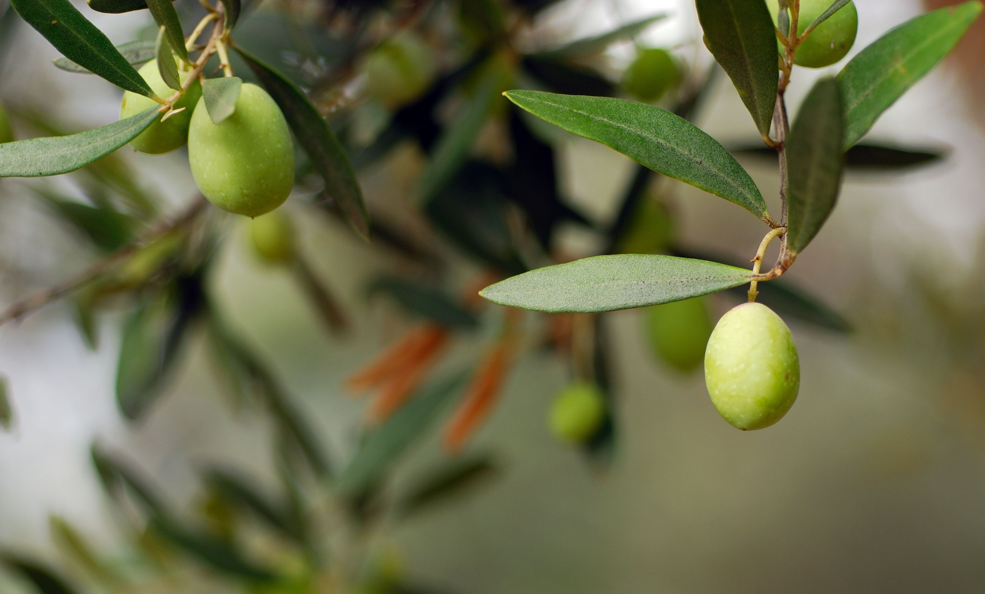 Zeytin Yapraklar� Antioksidan Kayna��