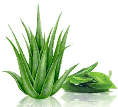 1. Aloe Vera: Toplum aras�nda en �ok bilinen ve kullan�m�na en �ok rastlan�lan bitki olan aloe vera, g�ne� veya kazalar sonucu olu�an yan�klar�n tedavisinde tercih ediliyor. 