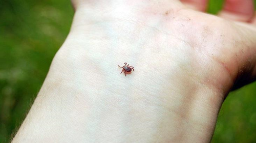 Y�l�n ilk kene vakas� Artvin'de ya�and�