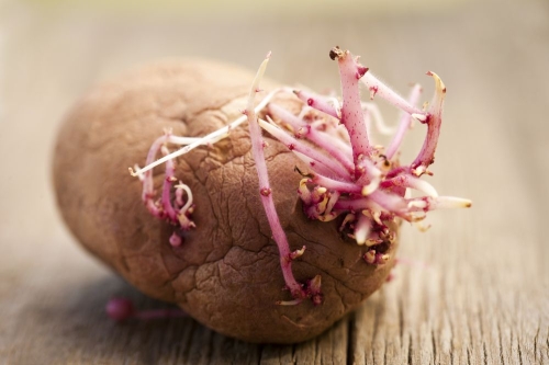 Uzmanlar Uyard�: Filizlenmi� Patates Yemeyin!