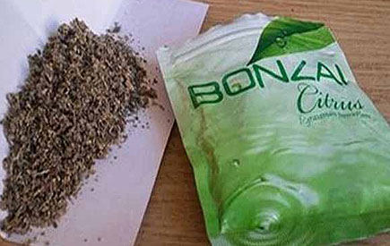 Uzmanlar bonzai i�in uyard�