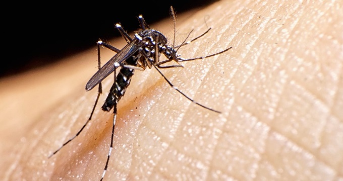 Zika  Vir�s� Ev Sineklerinde De Tespit Edildi